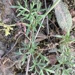 Ranunculus paludosus Leaf