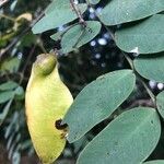 Tipuana tipu Fruit