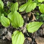 Smilax tamnoides Blatt