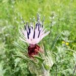 Carthamus caeruleus പുഷ്പം