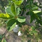 Exochorda racemosa Blatt