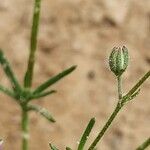 Spergularia marina Plod