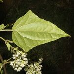 Mikania vitifolia Feuille