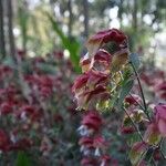 Justicia brandegeeana Flor