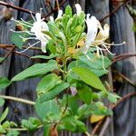 Lonicera caprifolium Plante entière