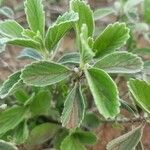 Leucas tomentosa Hoja