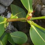 Clusia stenophylla Plante entière