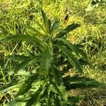 Erigeron sumatrensis Leaf