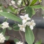 Daphne alpina Flower