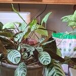 Goeppertia burle-marxii 葉