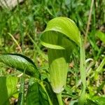 Arisaema triphyllumFolha