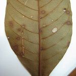 Palicourea corymbifera Otro
