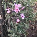 Pachypodium saundersii Blüte