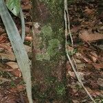 Chrysophyllum venezuelanense Otro