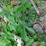 Potentilla pusilla Foglia