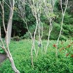 Rhododendron cerasinum Habit