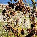 Cladium mariscus Fruit