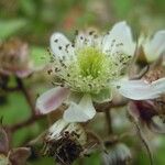 Rubus coombensis പുഷ്പം