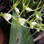 Brassia caudata Liść