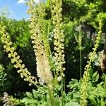 Actaea racemosa Hábito