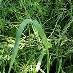 Bromus hordeaceus Blad