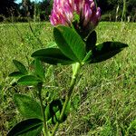 Trifolium medium Hoja