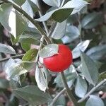 Ruscus aculeatus फल