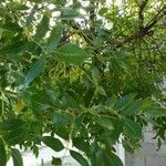 Fraxinus angustifolia برگ