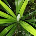 Pandanus amaryllifolius 葉