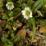 Cerastium diffusum Fula