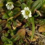 Cerastium diffusum Λουλούδι