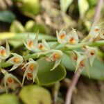 Bulbophyllum calvum Çiçek