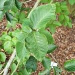 Fagus crenata Leaf