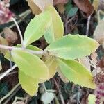 Sedum telephium Leaf