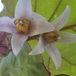 Cyphomandra betacea Λουλούδι