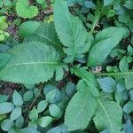 Cirsium oleraceumLeaf