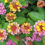 Lantana aculeata Flors