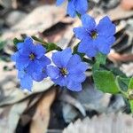 Dampiera stricta Fleur