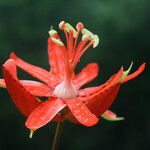 Passiflora coccinea फूल