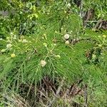 Leucaena leucocephalaچھال