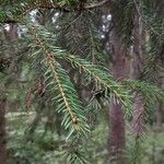 Picea abies Лист