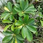 Schefflera arboricola 叶
