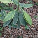 Barleria prionitis Blad