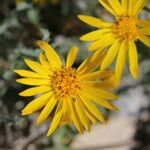 Machaeranthera gracilis Flor