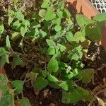 Nepeta cataria Leaf