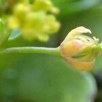 Rorippa islandica Flower