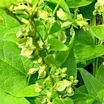 Fallopia dumetorum Flower