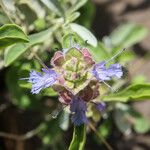 Salvia dorrii Cvet