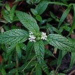Hyptis atrorubens Flower