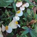 Begonia dregei Flower